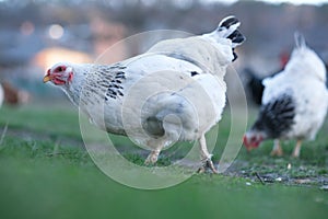 A flock chickens on the meadow. Hens on yard in eco farm. Free range poultry farming concept.