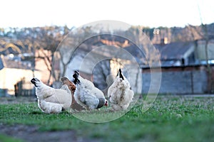 A flock chickens on the meadow. Hens on yard in eco farm. Free range poultry farming concept. space for text