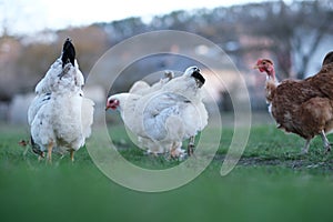 A flock chickens on the meadow. Hens on yard in eco farm. Free range poultry farming concept. space for text