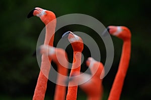 Flock of Chilean flamingo, Phoenicopterus chilensis, nice pink big bird with long neck, dancing in the water, animal in the nature