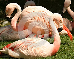 A Flock of Chilean Flamingos