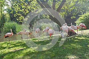 Flock of Chilean flamingos preening itself at green summer outdoor background