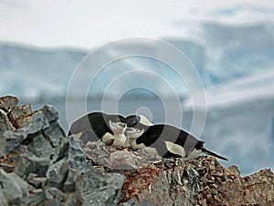 Flock of Chinstrap Penguins resting