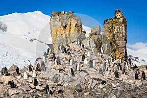 Flock of chinstrap penguins standing on the rocks with snow mountain in the background, Half Moon island, Antarctic peninsula