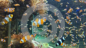 A flock of clown fish swims in an aquarium near the anemone and reef, Amphiprion fish.