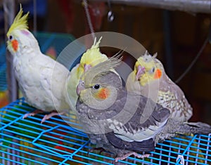 Rebano de cacatúas observación de aves sobre el pájaro jardín 