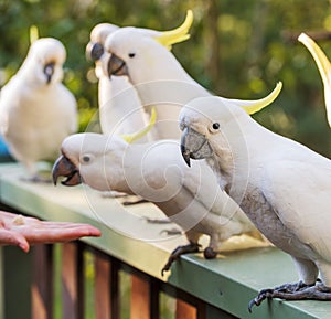 Flock Of Cockatoos