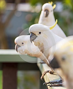 Flock Of Cockatoos