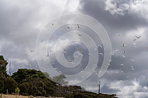 A flock of cockatoos in flight