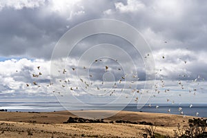 A flock of cockatoos in flight