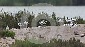 Flock of Collared pratincole, Glareola pratincole, and Pied avocet, Recurvirostra avosetta