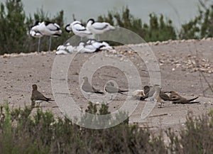 Flock of Collared pratincole, Glareola pratincole, and Pied avocet, Recurvirostra avosetta