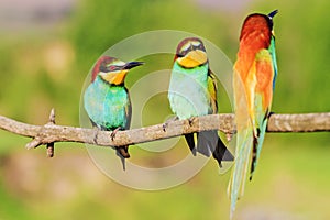 Flock of colorful birds threesome sitting on a branch
