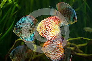 Flock of colorful Discus