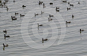 Flock of Common Coots Swimming in the Water