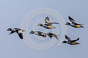 A Flock of Common Goldeneye