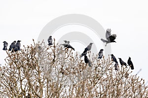 A flock of common raven playing and flying on top of a tree