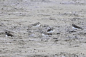 Flock of common ringed plovers or ringed plovers, Charadrius hiaticula, on a mudflat