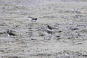 Flock of common ringed plovers or ringed plovers, Charadrius hiaticula, on a mudflat