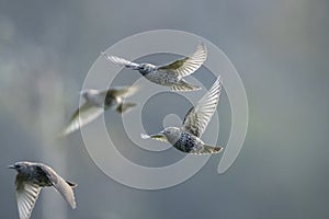 A flock of common starling birds Sturnus vulgaris migration in flight