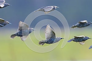 A flock of common starling birds Sturnus vulgaris migration in flight