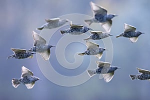 A flock of common starling birds Sturnus vulgaris migration in flight