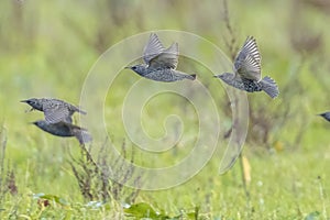 A flock of common starling birds Sturnus vulgaris migration in flight