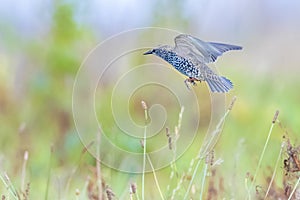 A flock of common starling birds Sturnus vulgaris migration in flight