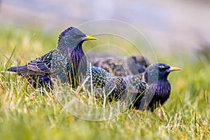 Flock of common starling in a grass field