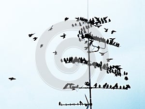 flock of common starlings (Sturnus Vulgaris) on TV aerial