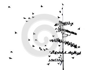 flock of common starlings (Sturnus Vulgaris) on TV aerial