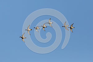 flock of common teals (Anas crecca) in flight in blue sky