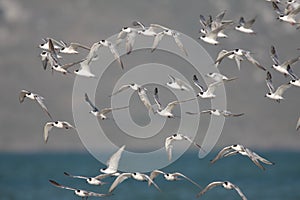 Flock of Common Terns in flight