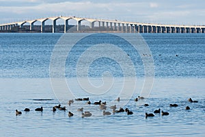 Flock with Coots in the Baltic Sea