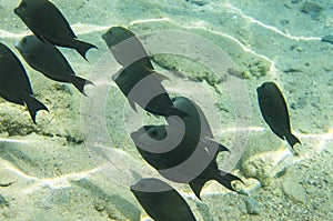 A flock of coral fish against the background of a sandy bottom