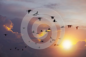 Flock of Cormorant bird flying against beautiful sun light sky