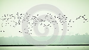 Flock Of Cormorant Shag Birds Flying Over Lake In Winter. Migratory waterfowl fly on their way back to their nesting places, the