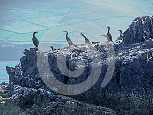 Flock of cormorants on Blasket Island