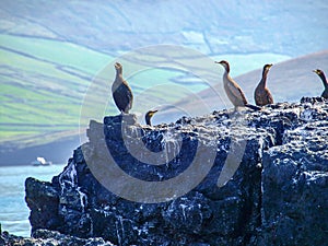 Flock of cormorants on Blasket Island