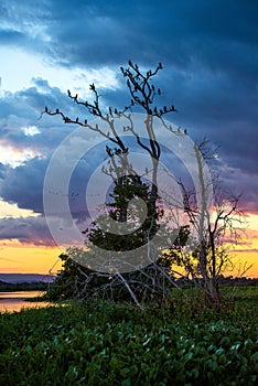 A flock of cormorants and a dramatic sunset