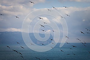 Flock of cormorants in flight