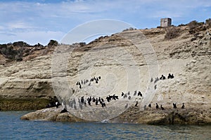 Flock of cormorants and one lonely sea lion