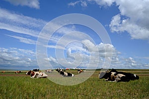 Flock of cow under blue sky and white clouds