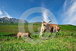 Flock of cows grazing on a field in Valles Pasiegos, Picos de Europa, Cantabria photo