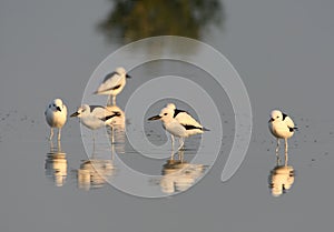 A flock of Crab plovers photo