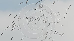 Flock of crane birds flying in circles at the sky. autumn bird migration in Germany