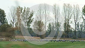 Flock of crane birds graze on a meadow at Rhinluch region at Brandenburg Germany. Autumn bird migration