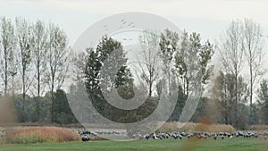 Flock of crane birds graze on a meadow at Rhinluch region at Brandenburg Germany. Autumn bird migration