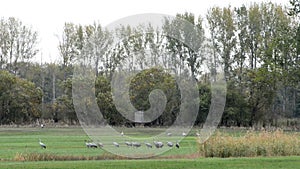 Flock of crane birds graze on a meadow at Rhinluch region at Brandenburg Germany. Autumn bird migration