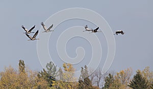 Flock of cranes